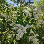 Ligustrum sinenseBlüte