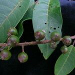 Prunus cornuta Hábito
