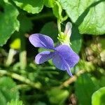 Viola × bavarica Blomst