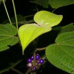 Miconia crenulata Blad