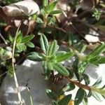 Helianthemum oelandicum Blad