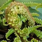 Dryopteris crassirhizoma List