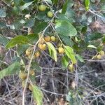 Ziziphus spina-christi Meyve
