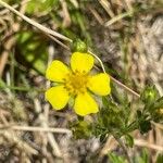Potentilla inclinata Flower
