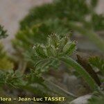 Pseudorlaya pumila ഫലം