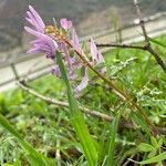 Corydalis solida Цвят