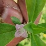 Spermacoce hispida 花