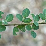 Lespedeza hirta Leaf