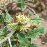 Solanum euacanthum Fruit