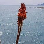 Aloe arborescens Flower