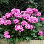 Hydrangea macrophylla Хабит