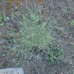 Lepidium graminifolium Агульны выгляд