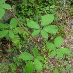 Rubus questieri その他の提案