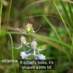 Halenia elliptica Blomst