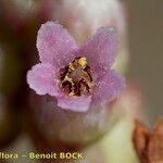 Cuscuta monogyna Blüte