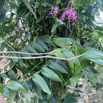 Epidendrum secundum Folla