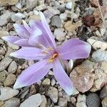 Colchicum longifolium Flower