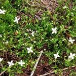 Moehringia muscosa Habitus