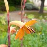 Watsonia meriana 花