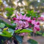 Clerodendrum umbellatum Λουλούδι