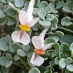 Sarcocapnos enneaphylla Çiçek