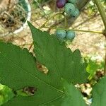 Ampelopsis glandulosa Fruit