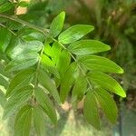 Calliandra haematocephala Blad