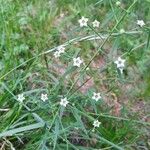 Thesium linophyllon Flower