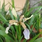 Iris foetidissimaÇiçek