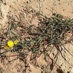 Launaea nudicaulis Habit