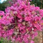 Lagerstroemia speciosaFlower