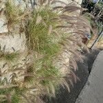 Pennisetum setaceum 果