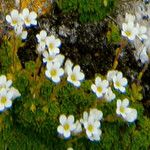 Saxifraga cebennensis Kvet