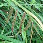 Carex crinita Fruitua