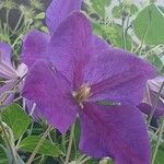 Clematis × jackmanii