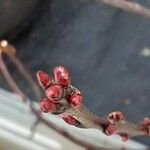 Prunus tenella Цвят