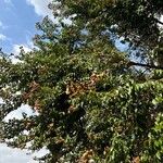 Lafoensia acuminata Fruto