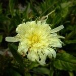 Hieracium intybaceum Други