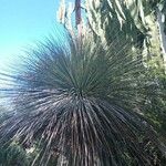 Yucca elata Blad