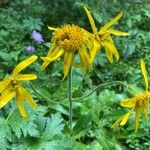 Arnica montana Квітка