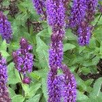 Salvia nemorosa Hábito