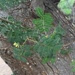 Albizia brevifolia Habit