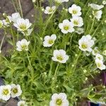 Saxifraga rosacea Blüte