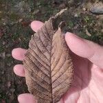 Ulmus rubra Leaf