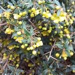 Berberis × hybridogagnepainii