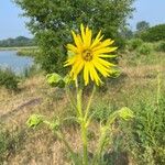 Verbesina gigantea Floare