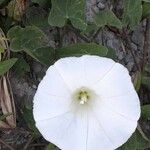 Convolvulus sepium Blomst