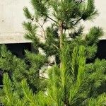 Pinus cembra برگ