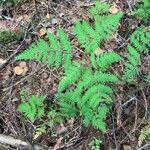 Gymnocarpium dryopteris برگ