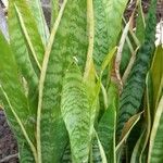 Sansevieria trifasciata Habit